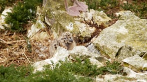 Intimate footage from RSPB Bempton