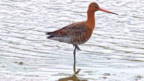 The Wild Humber documentary on the Humber Estuary