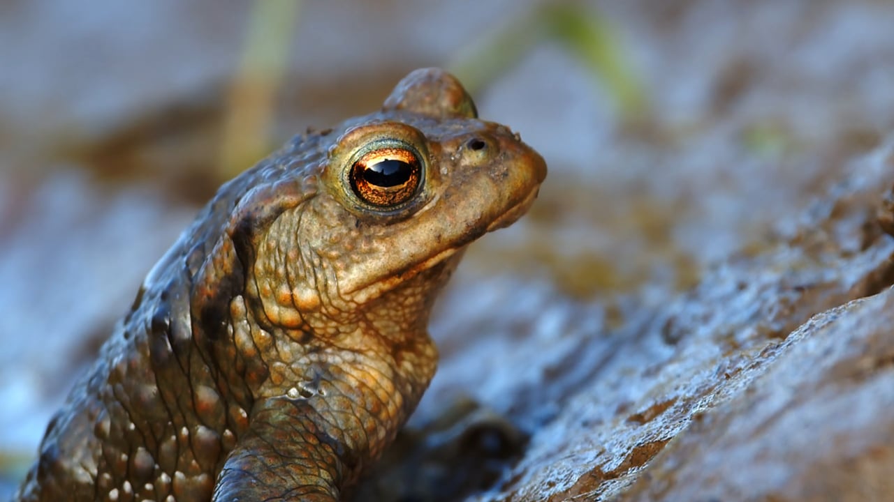 Common toad close-up during mating season