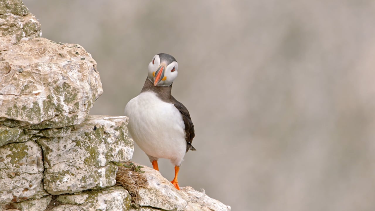 Atlantic puffin on cliff edge